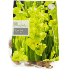 Луковицы цветка гладиолус Grandiflorus Green 10шт зеленые